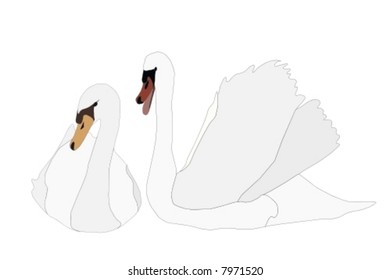 Romantic swans couple - vector