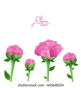 Romantic tender peony flowers. Vector illustration. Design for card, banner, wedding invitation, birthday greetings.