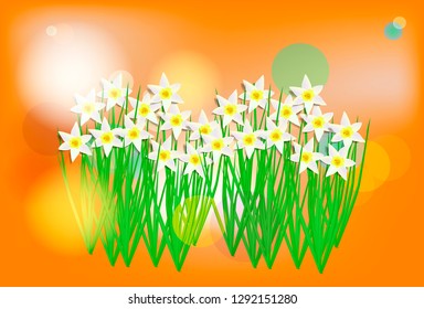 Romantic vector blurry bokeh background in bright orange color with light lense splashes and bouquet of white narcissus flower for greeting card design, poster or flyer valentines day