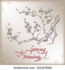 Romantic vintage greeting card template with Spring is Coming brush calligraphy and blooming plum branch sketch. Great for seasonal design.