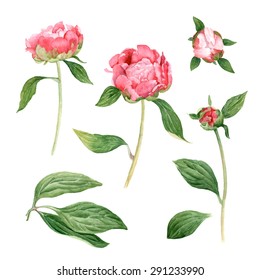 Romantic watercolor Peonies, high quality botanical illustration. Elements for design of greeting cards, invitations. Isolated on white. / Vector Illustration