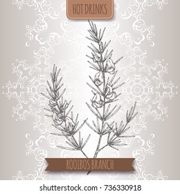 Rooibos aka Aspalathus linearis branches with leaves and flowers. Hot drinks collection. Great for cafe, bars, tea ads.