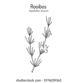 Rooibos (Aspalathus linearis), or bush tea plant. Hand drawn botanical vector illustration