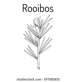 Rooibos (Aspalathus linearis), or bush tea plant. Hand drawn botanical vector illustration