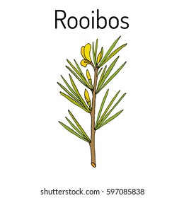 Rooibos (Aspalathus Linearis), Or Bush Tea Plant. Hand Drawn Botanical Vector Illustration