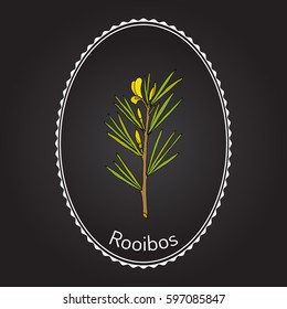 Rooibos (Aspalathus linearis), or bush tea plant. Hand drawn botanical vector illustration