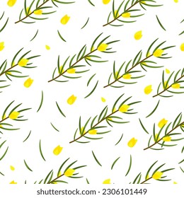 Rooibos branch with leaves and yellow flowers. Plant for making red tea. Seamless pattern on white background