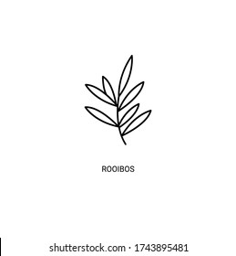 Rooibos Flower, Rooibos Tea Simple Thin Line Icon Vector Illustration