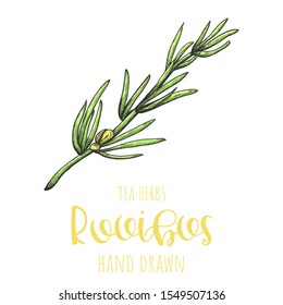 Rooibos herb hand drawn vector illustration, isolated herbal tea sketch.