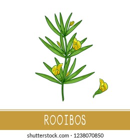 Rooibos Plant High Res Stock Images Shutterstock