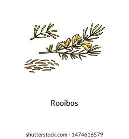 Rooibos Plant Drawing With Fresh Green Leaf And Steeps Twigs And Dried Loose Tea, Simple Isolated Hand Drawn Vector Illustration Of Healthy Cartoon Flower