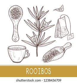 Rooibos. Plant. Scoop of tea, cup, sachet. Sketch. Set.