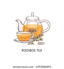 Rooibos tea drawing - glass teapot and teacup filled with traditional natural drink with orange color, brown and yellow plant twig made into hot beverage - isolated hand drawn vector illustration