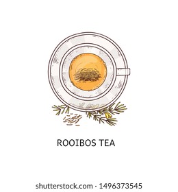 Rooibos tea in glass cup drawing seen from top overhead view, hot herbal orange color drink in teacup and plate set garnished with plant twigs. Isolated hand drawn vector illustration