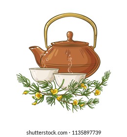 rooibos tea illustration