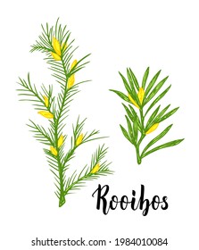 Rooibos Tea Plant, Leaf, Flower. Branch Of Rooibos Hand Drawn Color Sketch Illustration, Line Art. African Rooibos Tea, Hot Drink. Herbal Tea. Isolated On White Background.