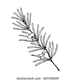 Rooibos Tea Plant, Leaf, Flower. Hand Drawn Ink Sketch Illustration, Lineart. African Rooibos Tea, Hot Drink. Herbal Tea. Isolated On White Background.