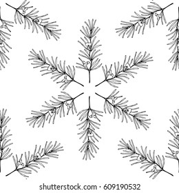 Rooibos tea plant, leaf, flower. Seamless pattern. Hand drawn ink sketch illustration, lineart. Herbal tea. Isolated on white background. 