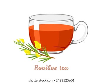 Rooibos tea in transparent glass cup and flower. Vector cartoon illustration of herbal red tea.