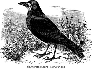 Rook approximately nineteen inches in length and feeds on insects, vintage line drawing or engraving illustration.