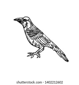 Rook bird (Corvus frugilegus) side view, hand drawn doodle sketch, isolated vector outline illustration