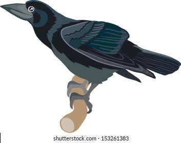 rook bird painted in the vector