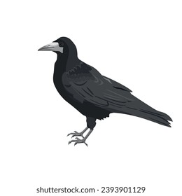 Rook bird stands on the ground. Black raven, crow. Vector illustration isolated on white background in realistic style