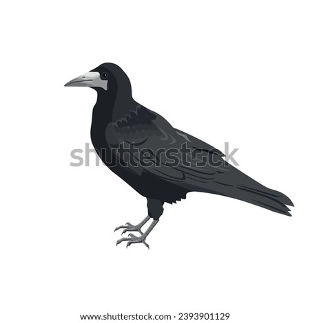Rook bird stands on the ground. Black raven, crow. Vector illustration isolated on white background in realistic style