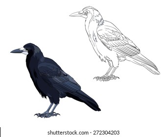 rook (Corvus frugilegus)