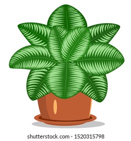 Room flower in a pot calathea insulated flat color vector image on a white background.