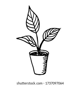 Room flower in a pot. A hand-drawn element in the Doodle style. Isolated object on a white background.House decoration.Vector illustration.