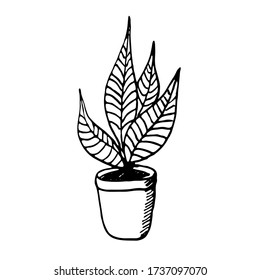 Room flower in a pot. A hand-drawn element in the Doodle style. Isolated object on a white background.House decoration.Vector illustration.