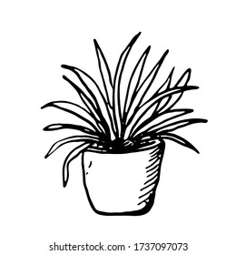 Flor de habitación en una olla. Elemento dibujado a mano en el estilo Doodle. Objeto aislado en un fondo blanco.Decoración de la casa.Ilustración vectorial.