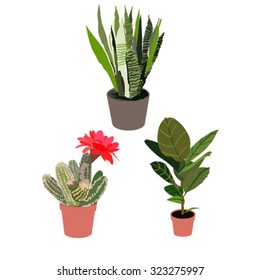 room flowers