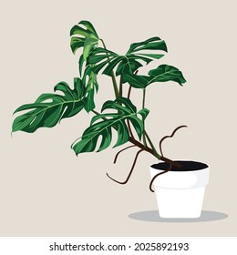 Room monstera tree isolated on light background. Realistic exotic tropical plants.