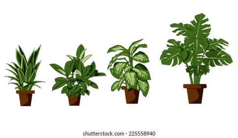 room plant on white background