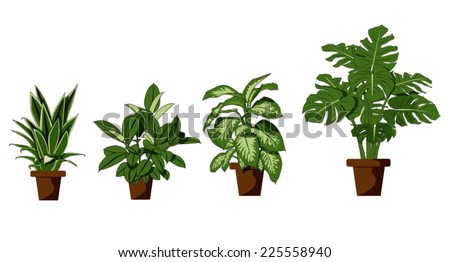 room plant on white background
