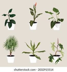 Room plant set isolated on light background. Realistic exotic tropical plants.