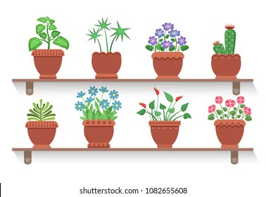 Room plants placed on shelves, potted flowers collection with blossoms and leaves, domestic decoration vector illustration isolated white background