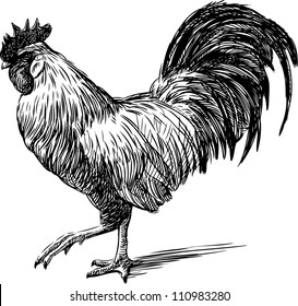  rooster