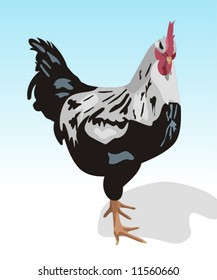 Rooster