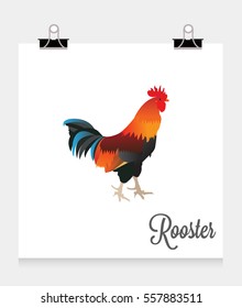 Rooster 