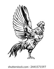 Gallo, pájaro enojado, ilustración de boceto, dibujado a mano, contorno negro, estilo de grabado