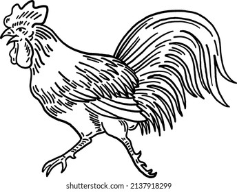 Rooster Animal symbol Hand drawn line art Illustration