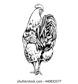 Rooster (Back side). Vector illustration.