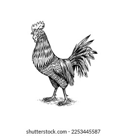 Rooster bird and nest with eggs. Hand drawn hen. Engraved Farm animal. Old monochrome sketch. Domestic poultry. Retro template.