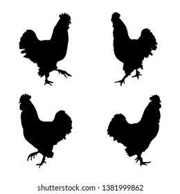 Rooster black silhouette natural look