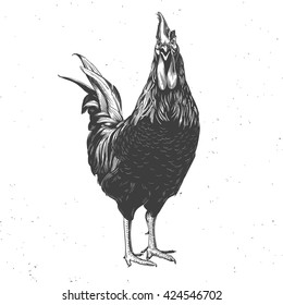 rooster black and white, hand drawn vintage illustration