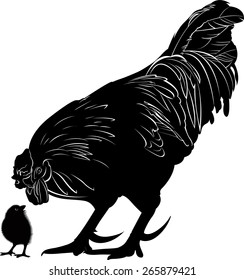 rooster and chick isolated on white background
