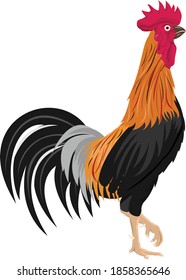 Pollo gallo capaz de manipular para el vector de animación 2D. 